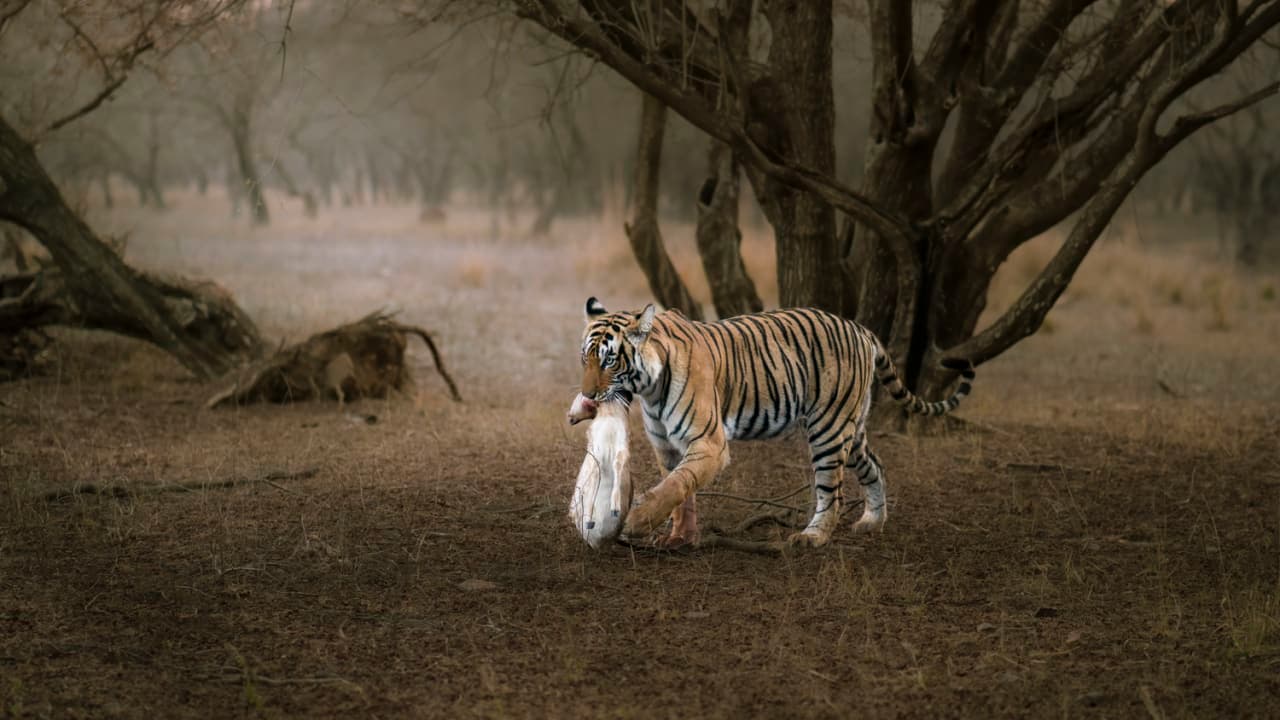Dann Paiva's photo