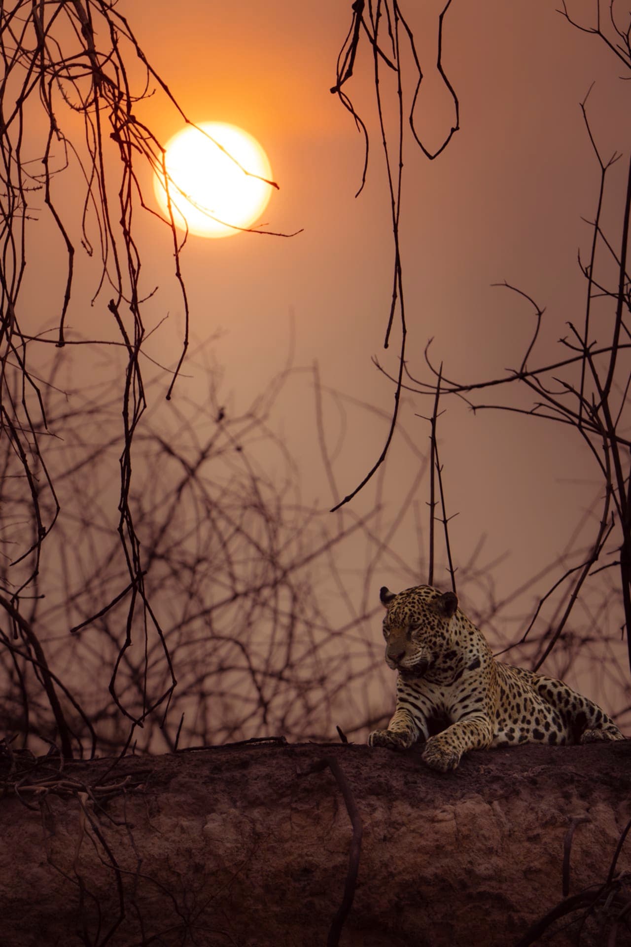 Dann Paiva's photo