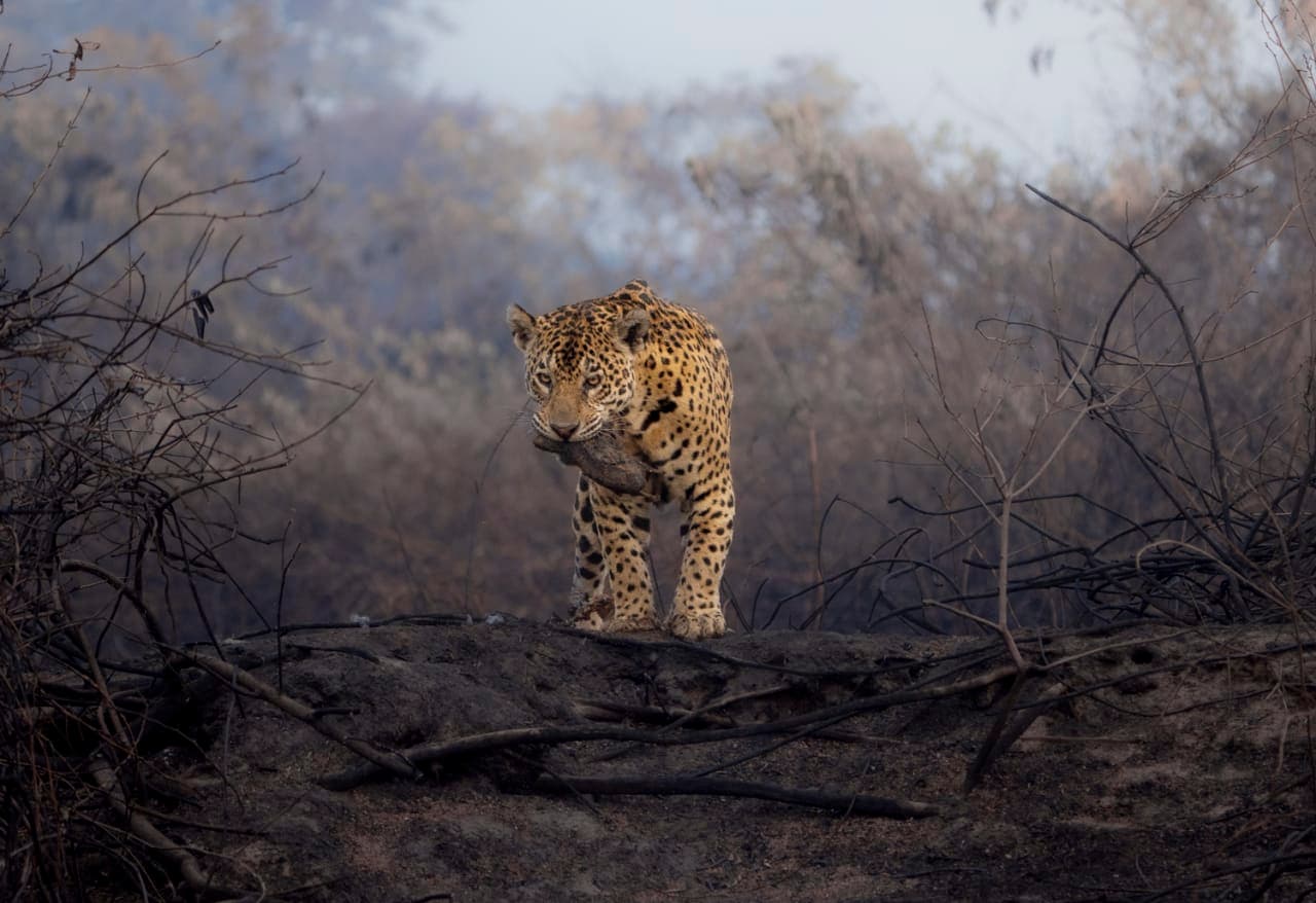 Dann Paiva's photo