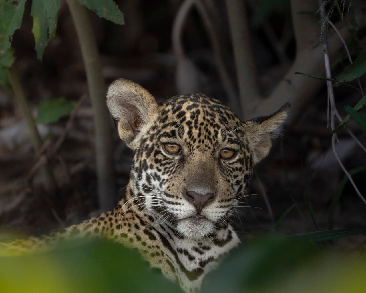 Dann Paiva's photo