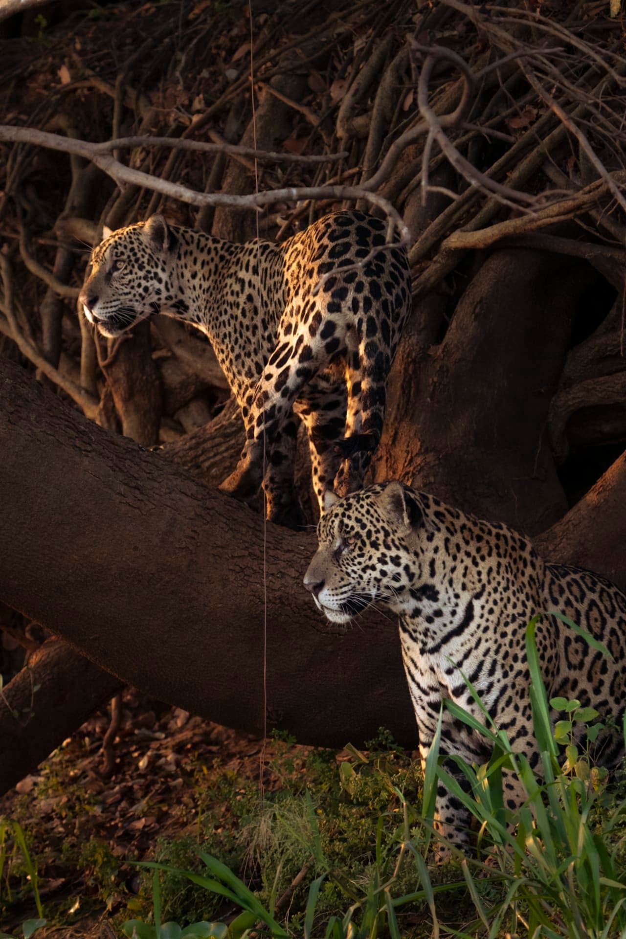 Dann Paiva's photo
