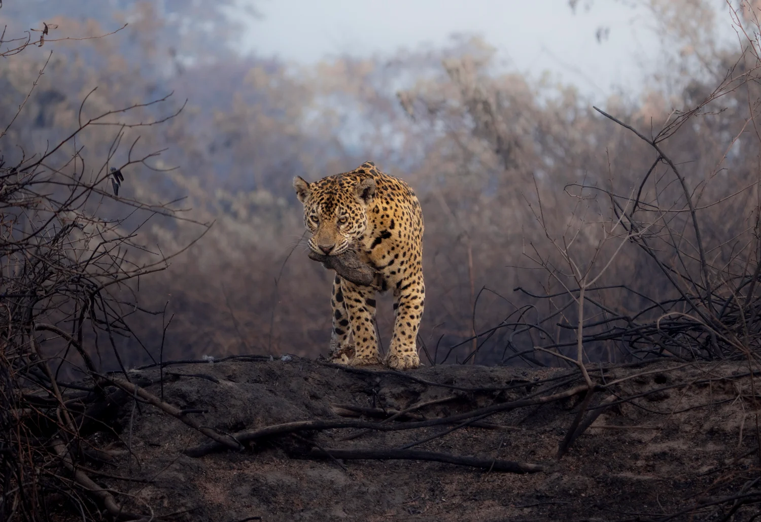 a picture of a cheetah